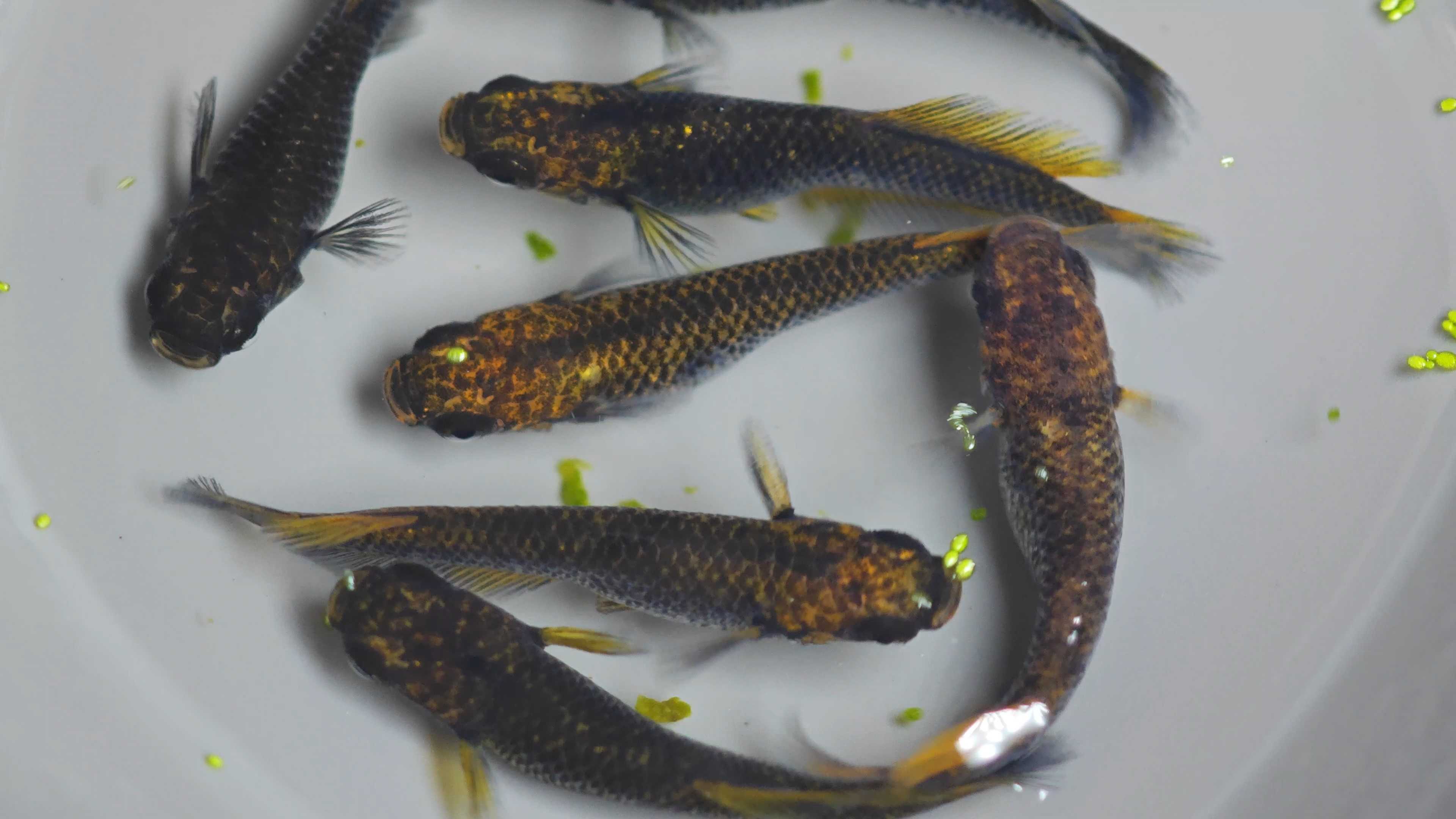 Medaka fish Goshiki wide fin Tosmosaga × Desamนำเข้าจากญี่ปุ่น