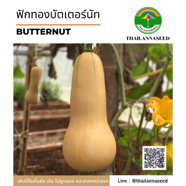 ฟักทองบัตเตอร์นัท ( ขนาด 3 กรัม ) รหัสสินค้า 4013