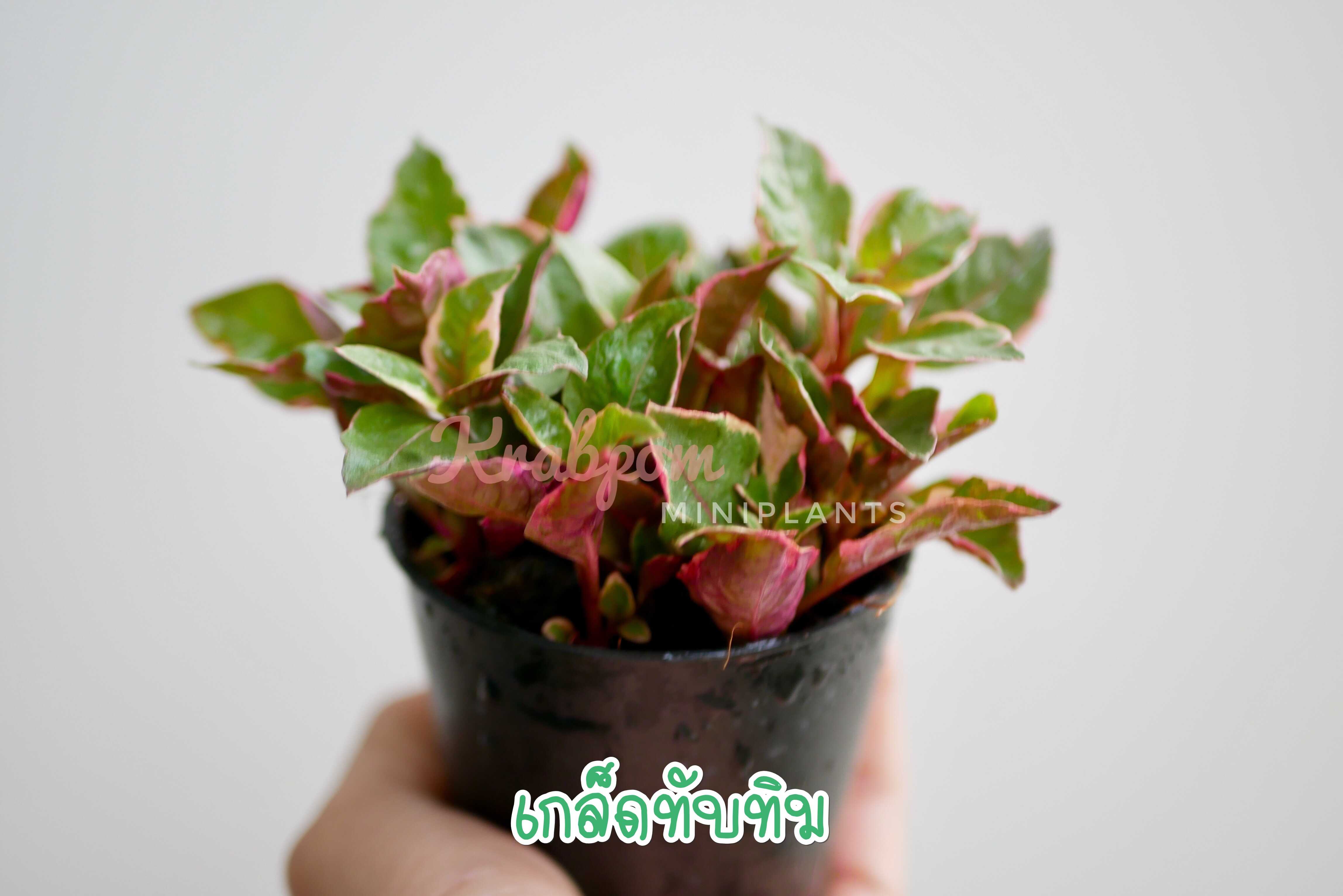 เกล็ดทับทิม