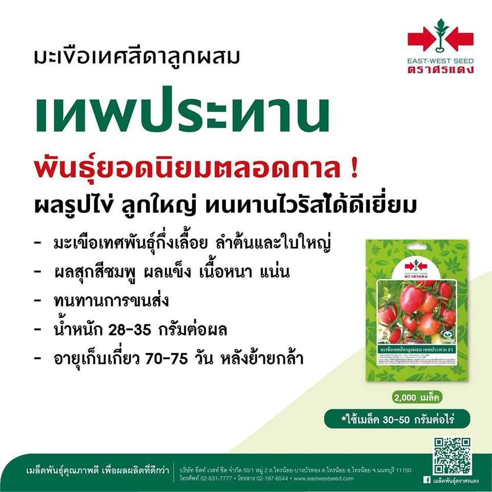 มะเขือเทศเทพประทาน 2000 เมล็ด