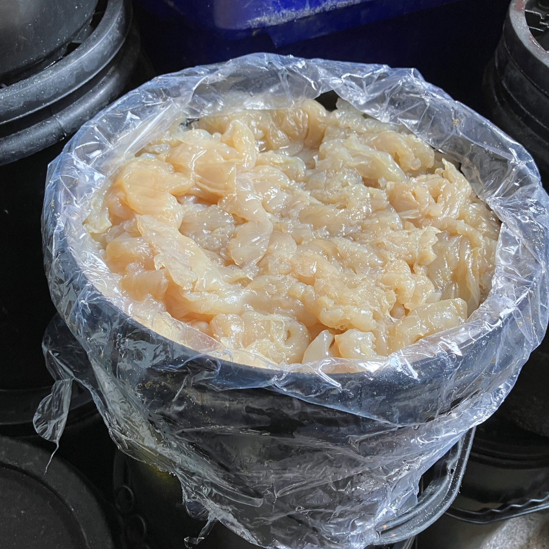 (ถัง พ่นสีฟ้า) แมงกะพรุน ขาล้วน 16-18kg/ถัง (ส่ง 10+ 1,190 บาท)