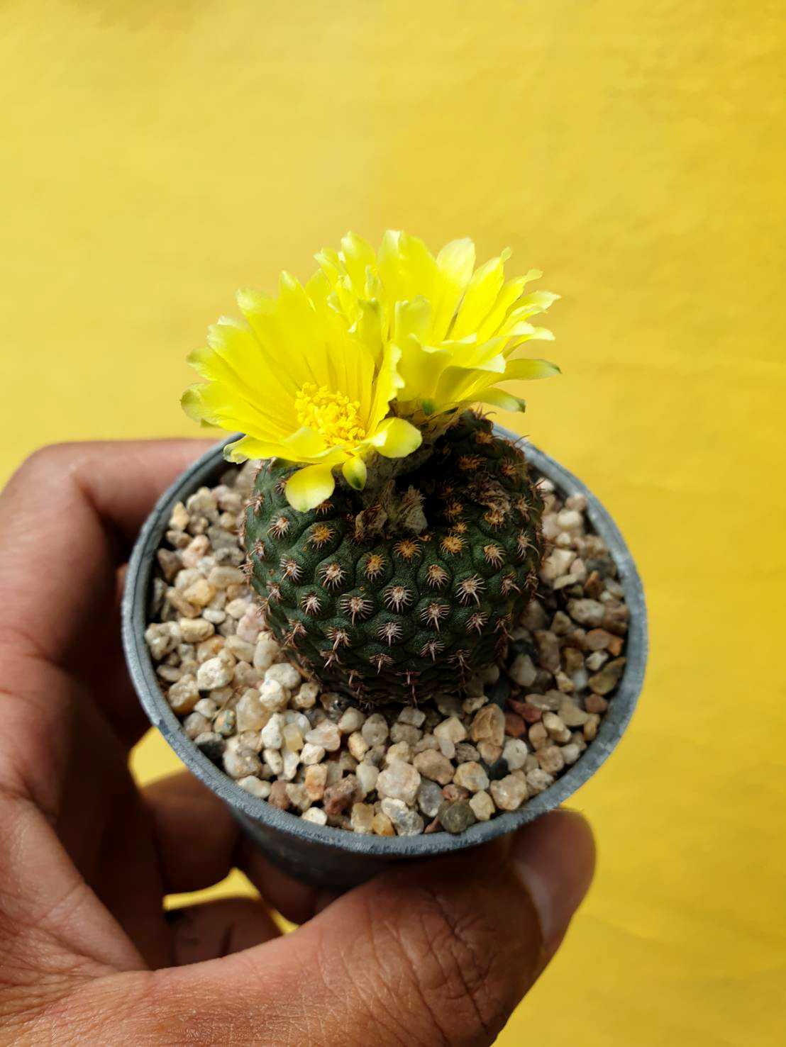 ต้นกระบองเพชร แคสตัส เฟรเลีย ปิกเมีย Frailea pygmaea #cactus #Frailea