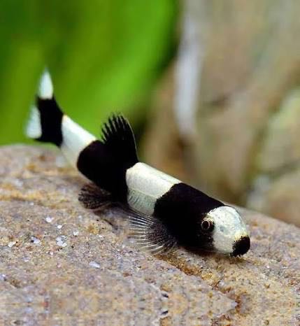 Panda Loach 
