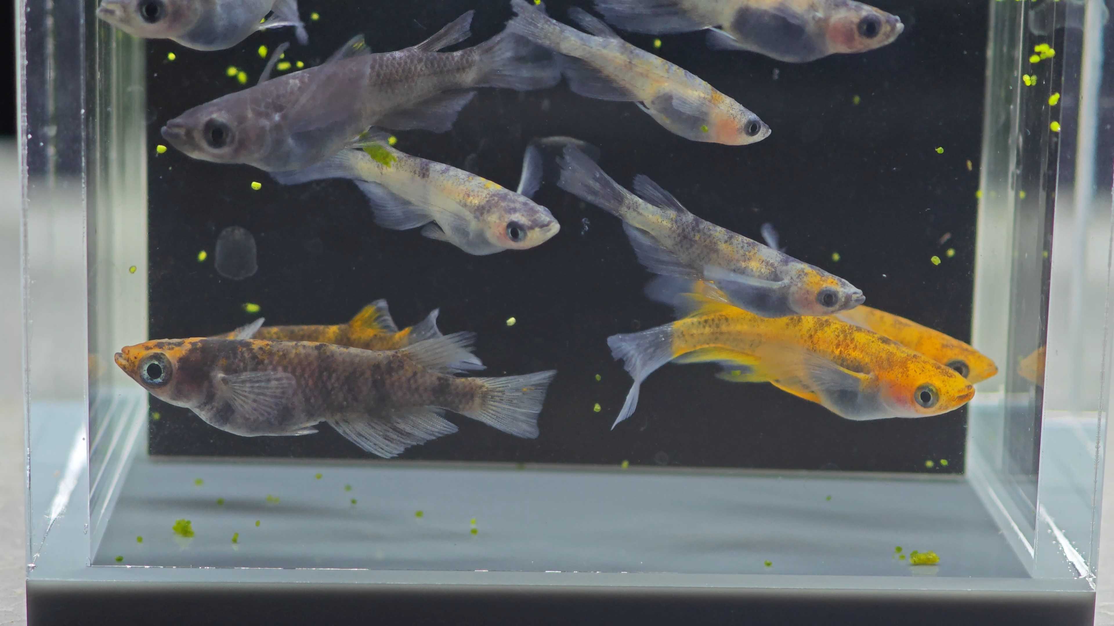 Medaka fish Japanese Ink Tricolor α (RLF) นำเข้าจากญี่ปุ่น