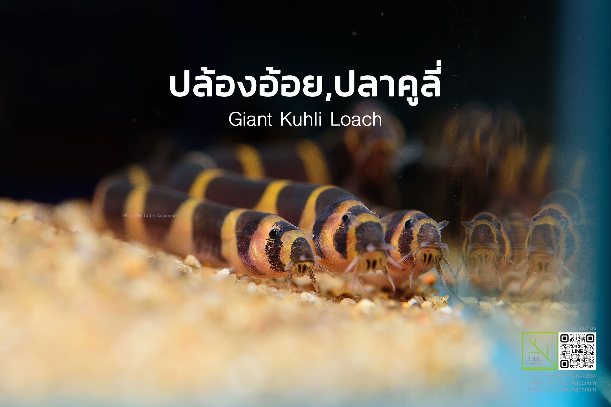 ปลาปล้องอ้อยหรือปลาคูลี่  Giant Kuhli Loach 2.5นิ้ว