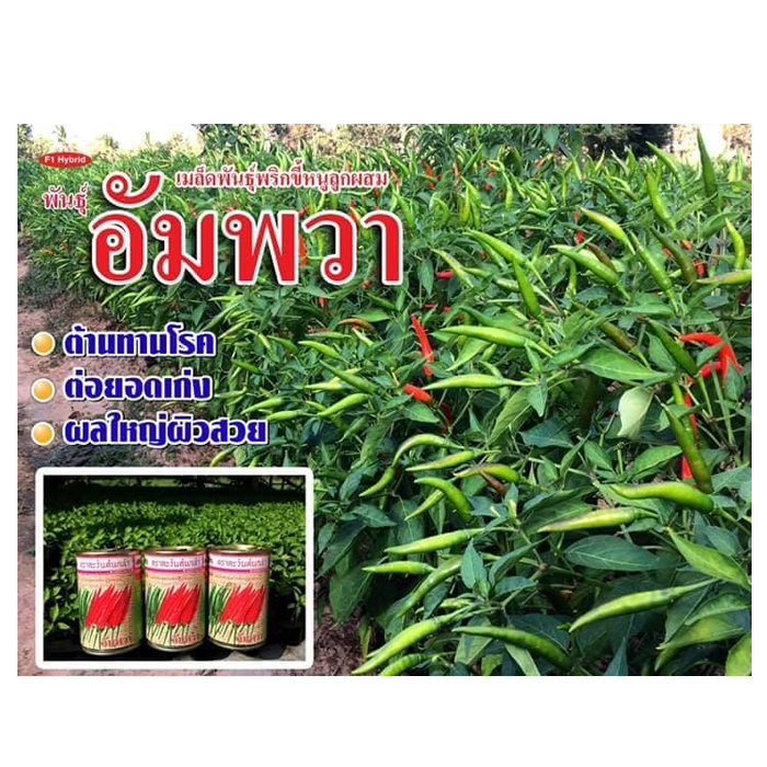 พริกอัมพวาโกลด์  #เมล็ดพันธุ์