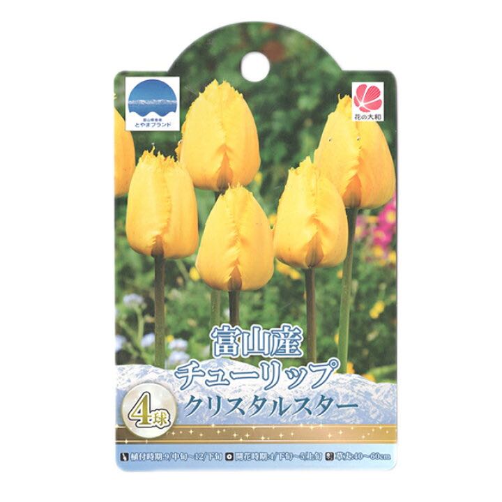 Tulip crystal star (พร้อมส่ง)