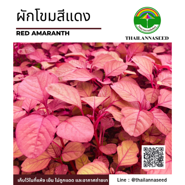 ผักโขมสีแดง ( ขนาด 2 กรัม ) รหัสสินค้า 4024