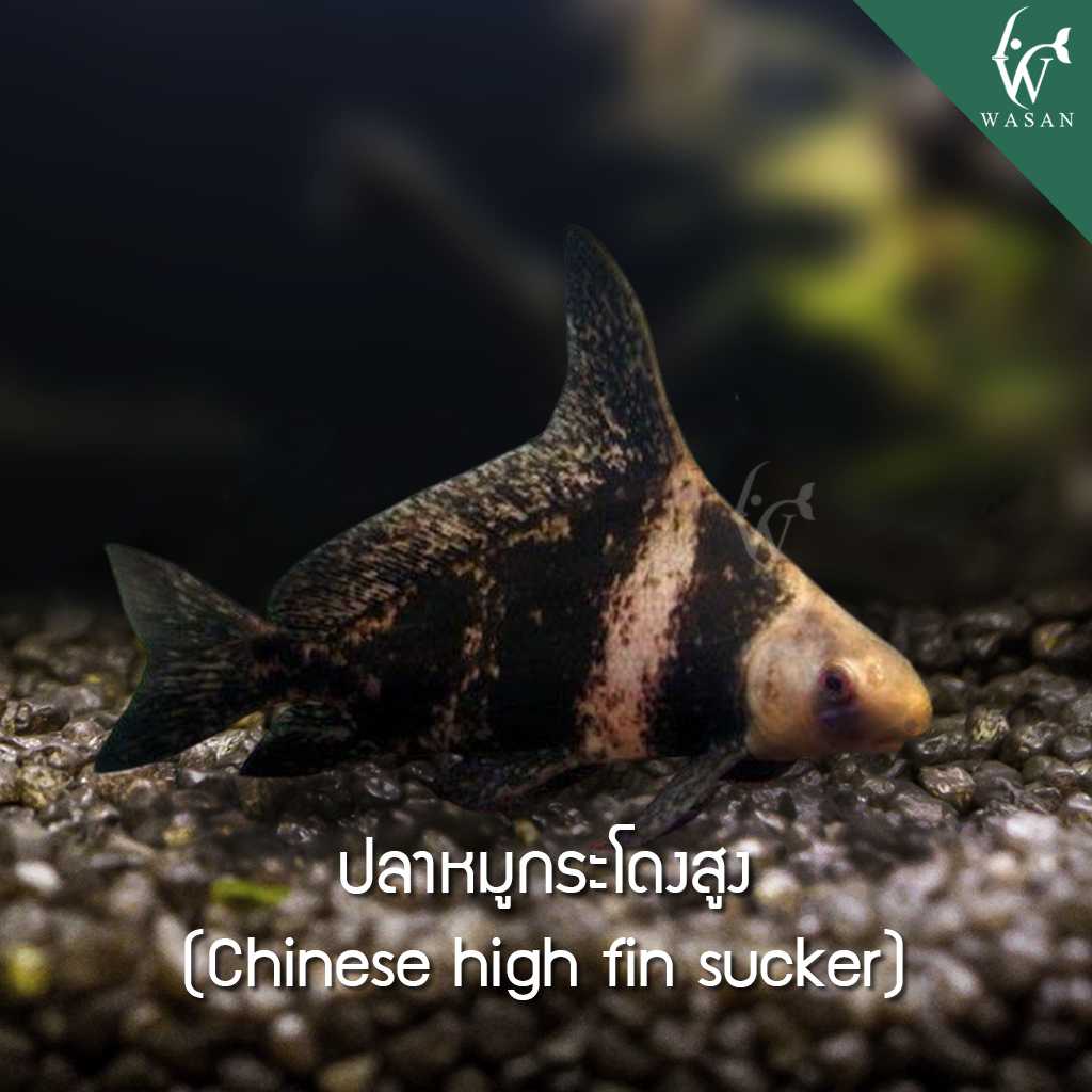 ปลาหมูกระโดงสูง Chinerese high fin sucker (ไซส์ 1.5 นิ้ว)