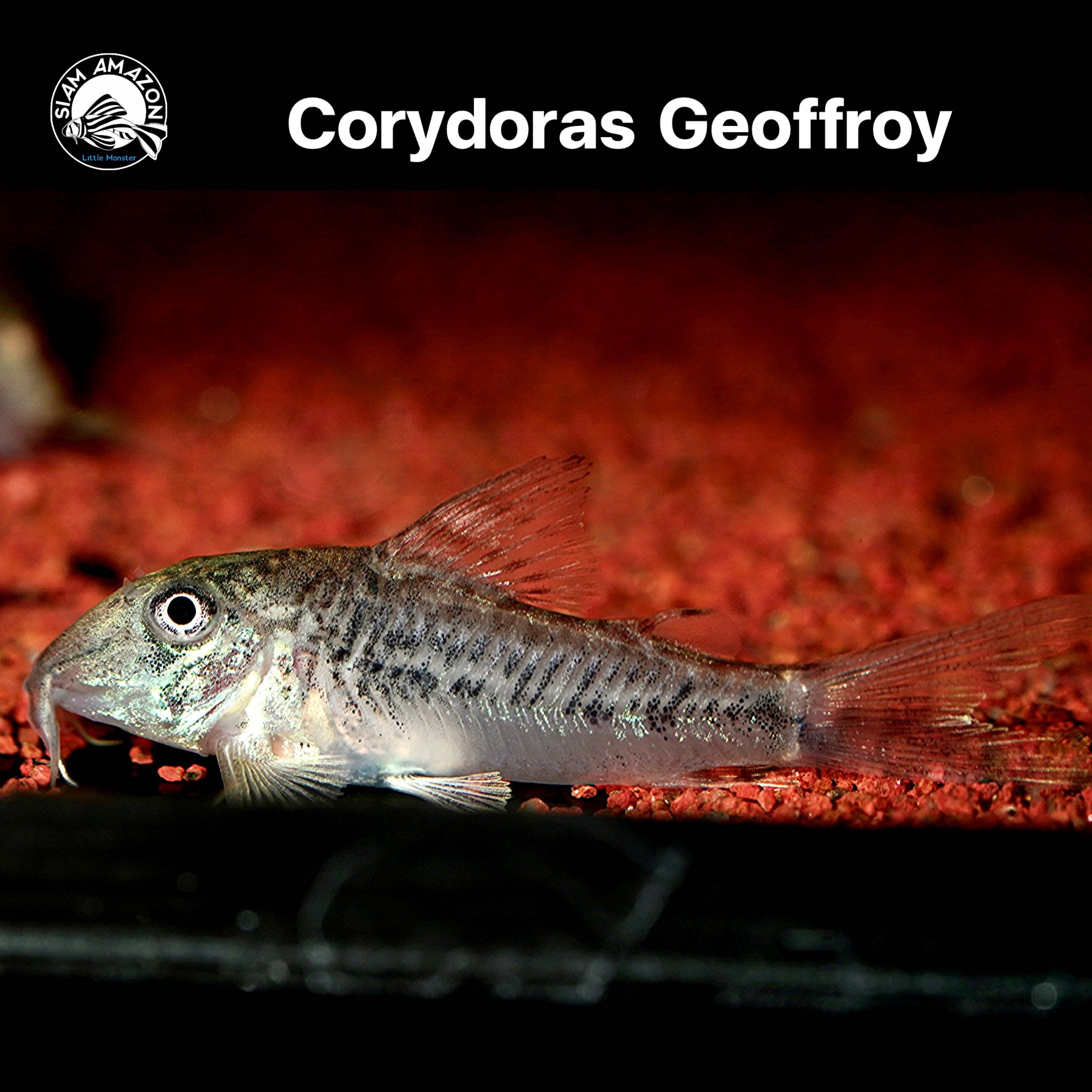 Corydoras Geoffroy ไซส์ 1.5 นิ้ว