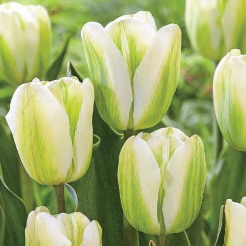 Tulip Green Spirit (พร้อมส่ง)