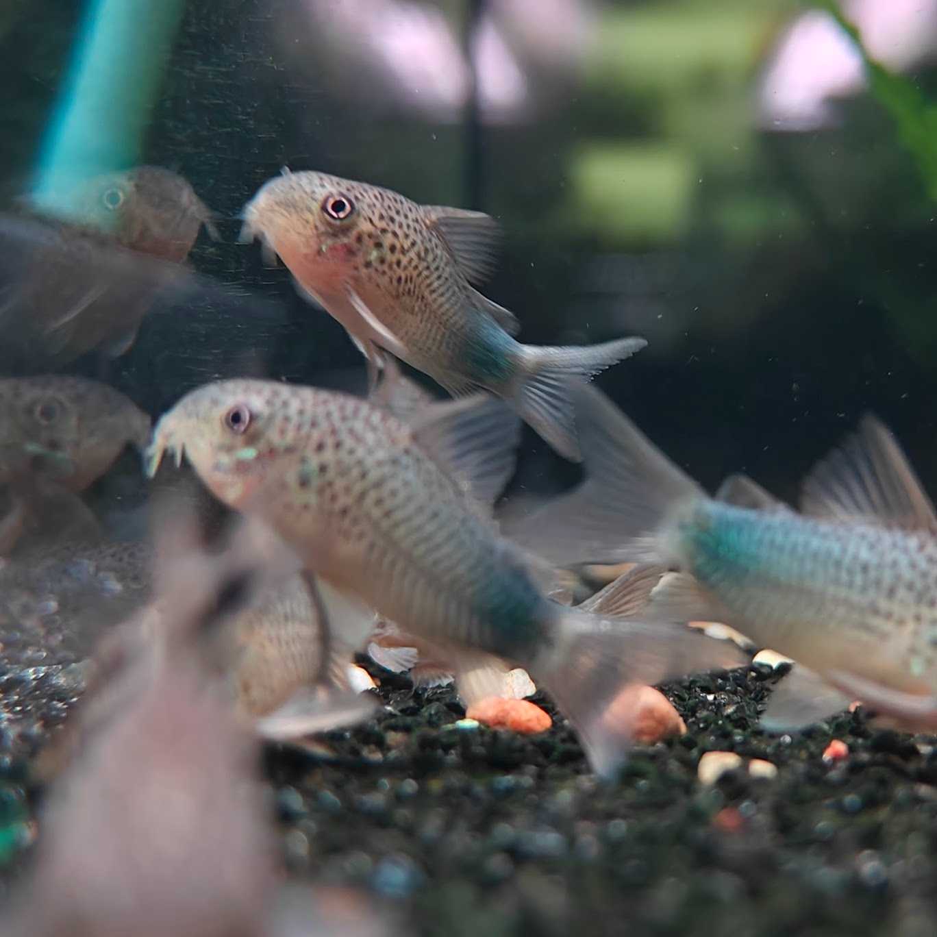 ปลาแพะสิมิลิส (Corydoras similis)