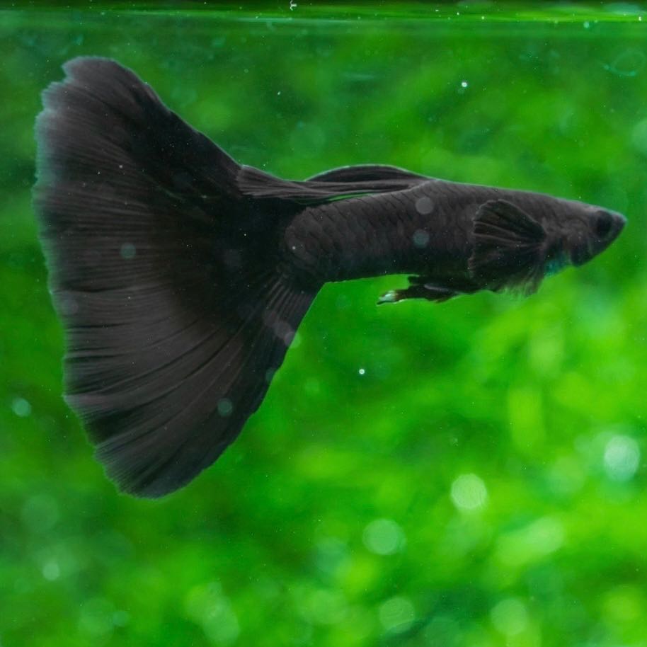 Full Black Guppy ราคาต่อตัว