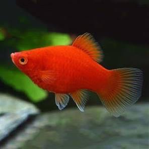 Red Platy