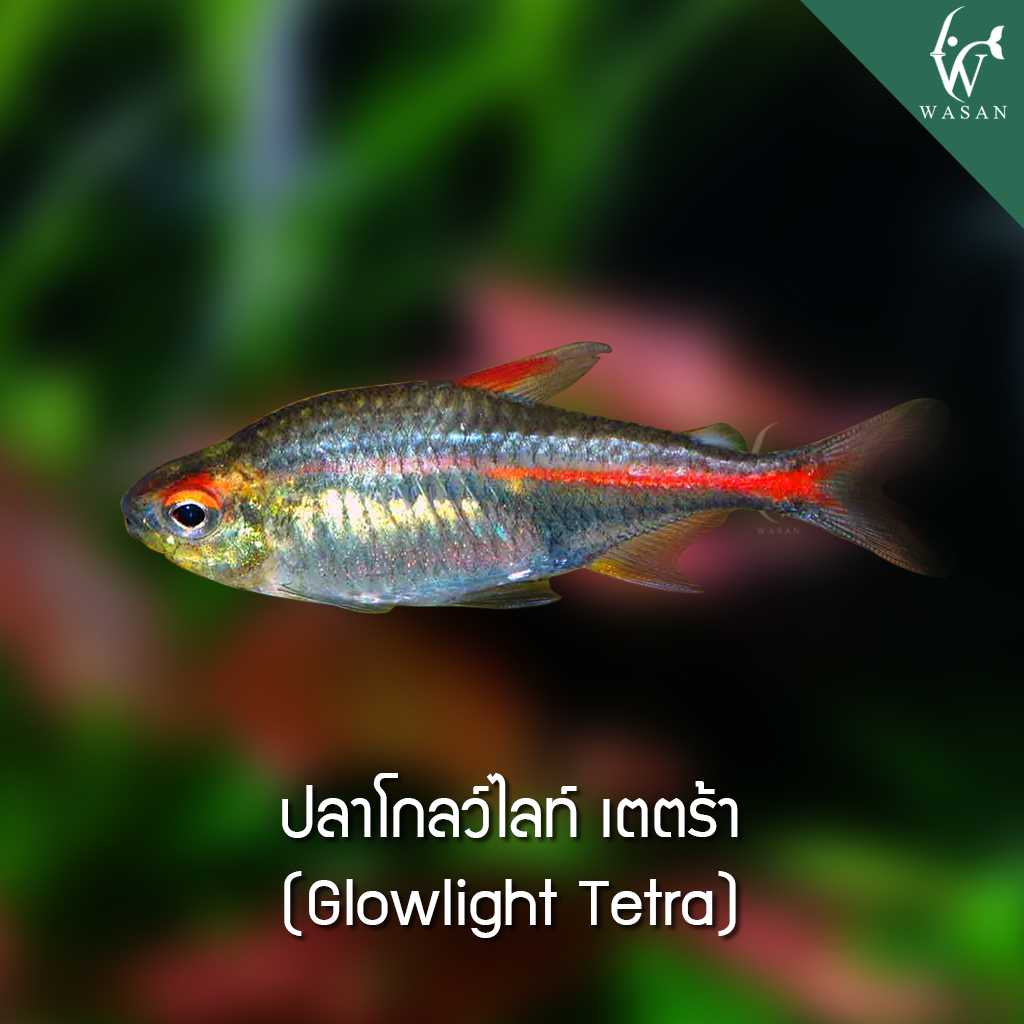 ปลาโกลว์ไลท์ เตตร้า Glowlight Tetra (ไซส์ 2-3 cm)