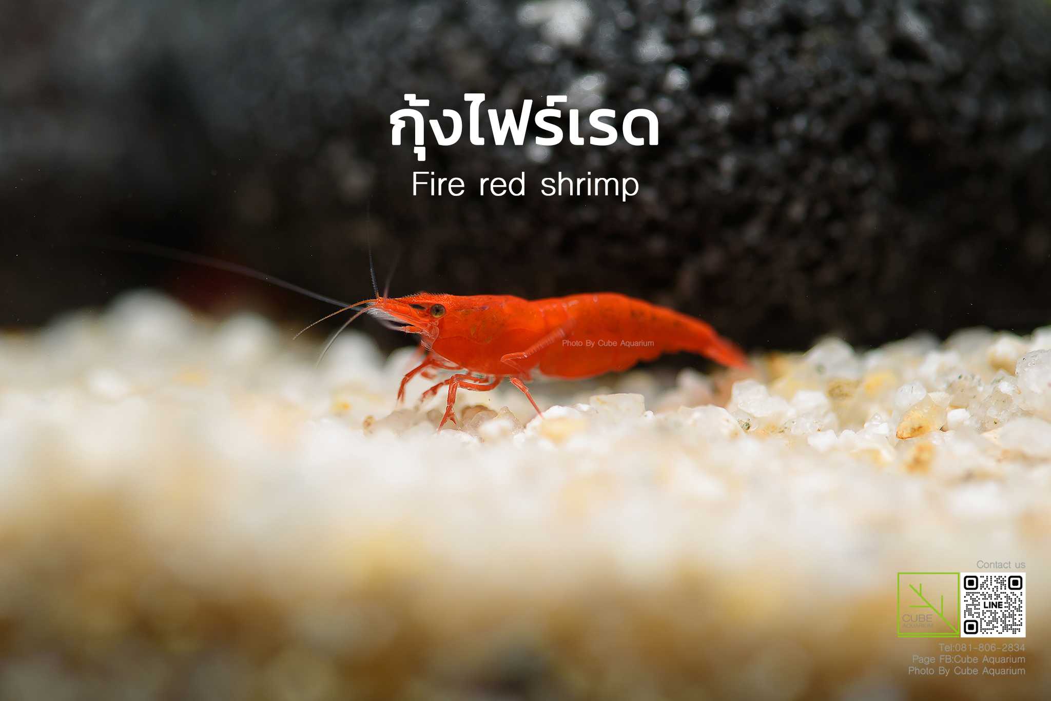 กุ้งแคระไฟร์เรด Fire Red Shrimp 