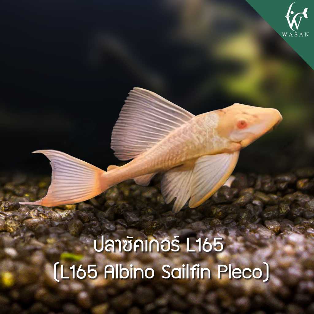 ปลาซัคเกอร์ L165 Albino Sailfin Pleco (ไซส์ 4 นิ้ว)