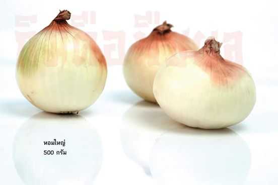 หอมหัวใหญ่( Onion)