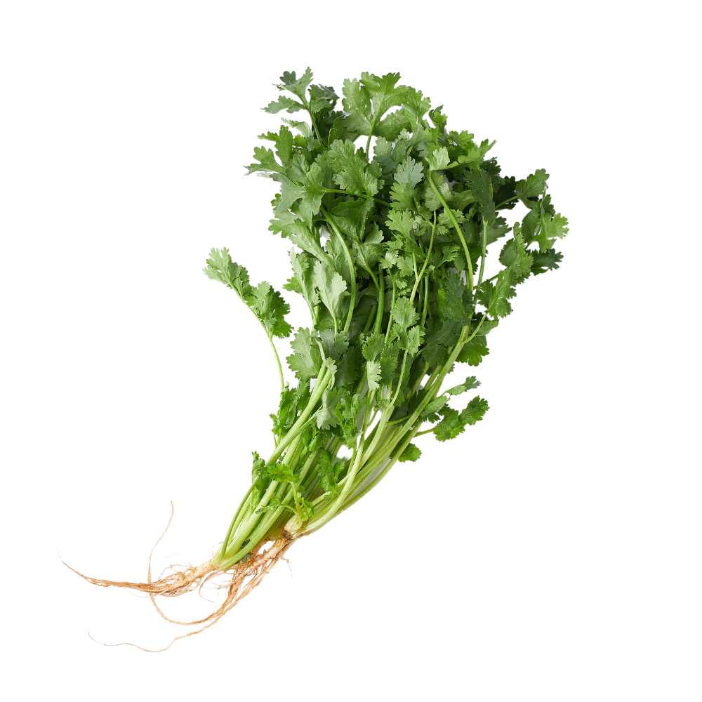 FG04010 ผักชีไทย Coriander ( 100g )