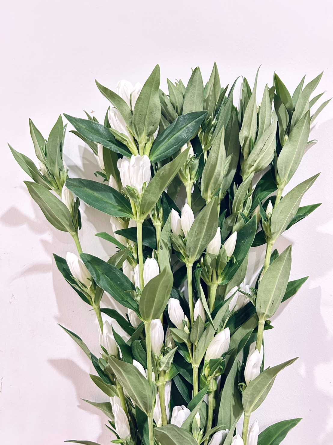Gentiana White Sky