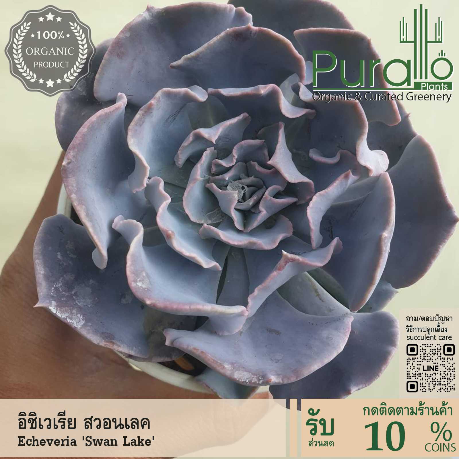 ต้นไม้อวบน้ำ กุหลาบหิน อิชิเวเรีย สวอนเลค Echeveria Swan Lake  กระถาง4-6 นิ้ว #Echeveria #อิชิเวเรีย
