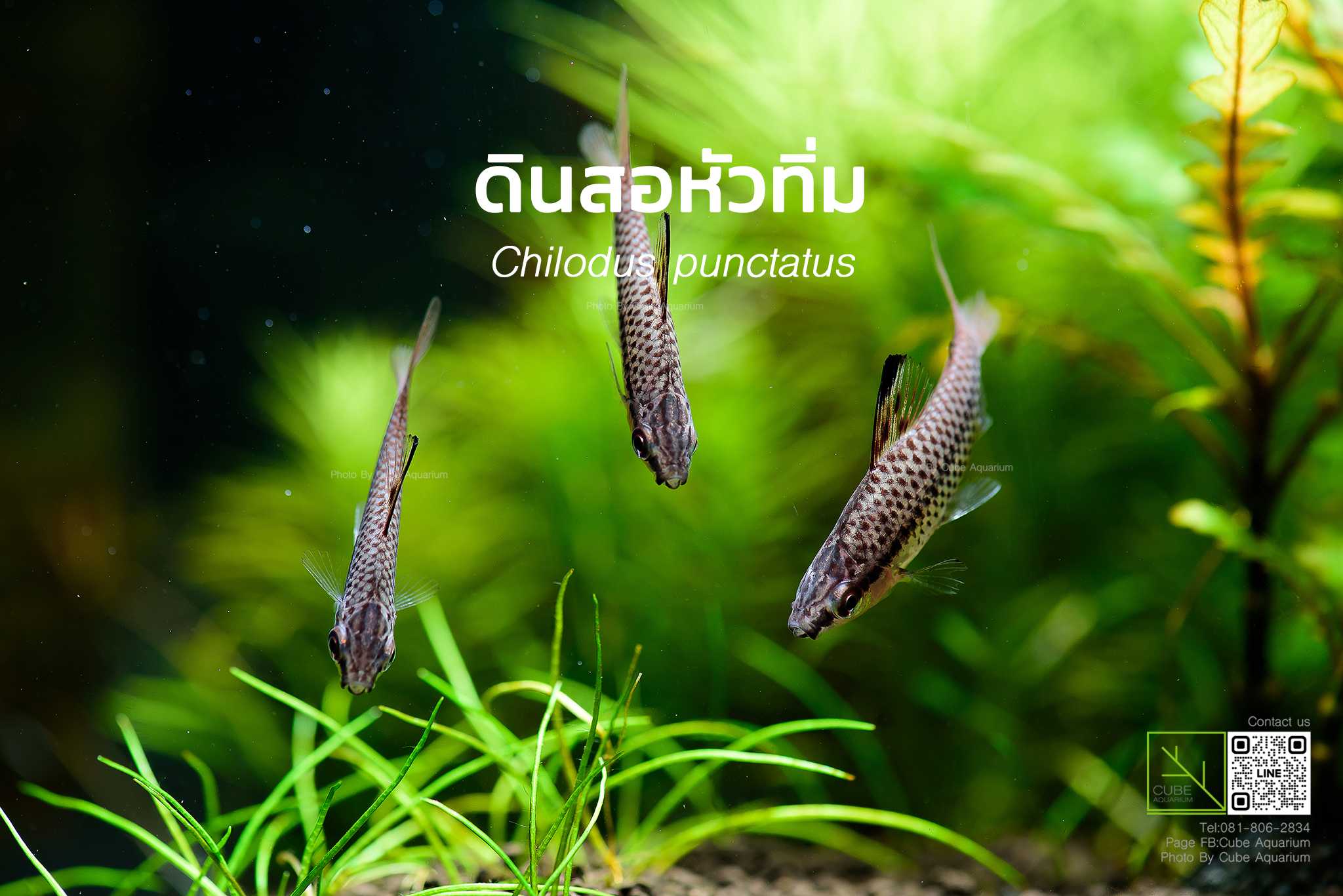 ดินสอหัวทิ่ม Chilodus punctatus 1นิ้ว