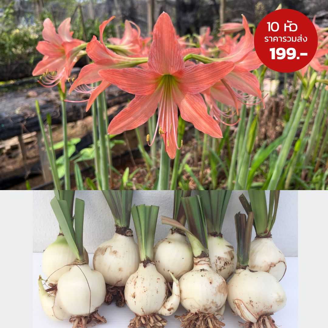 ว่านสี่ทิศ สีโอรส (Orange Amaryllis) 10 หัว