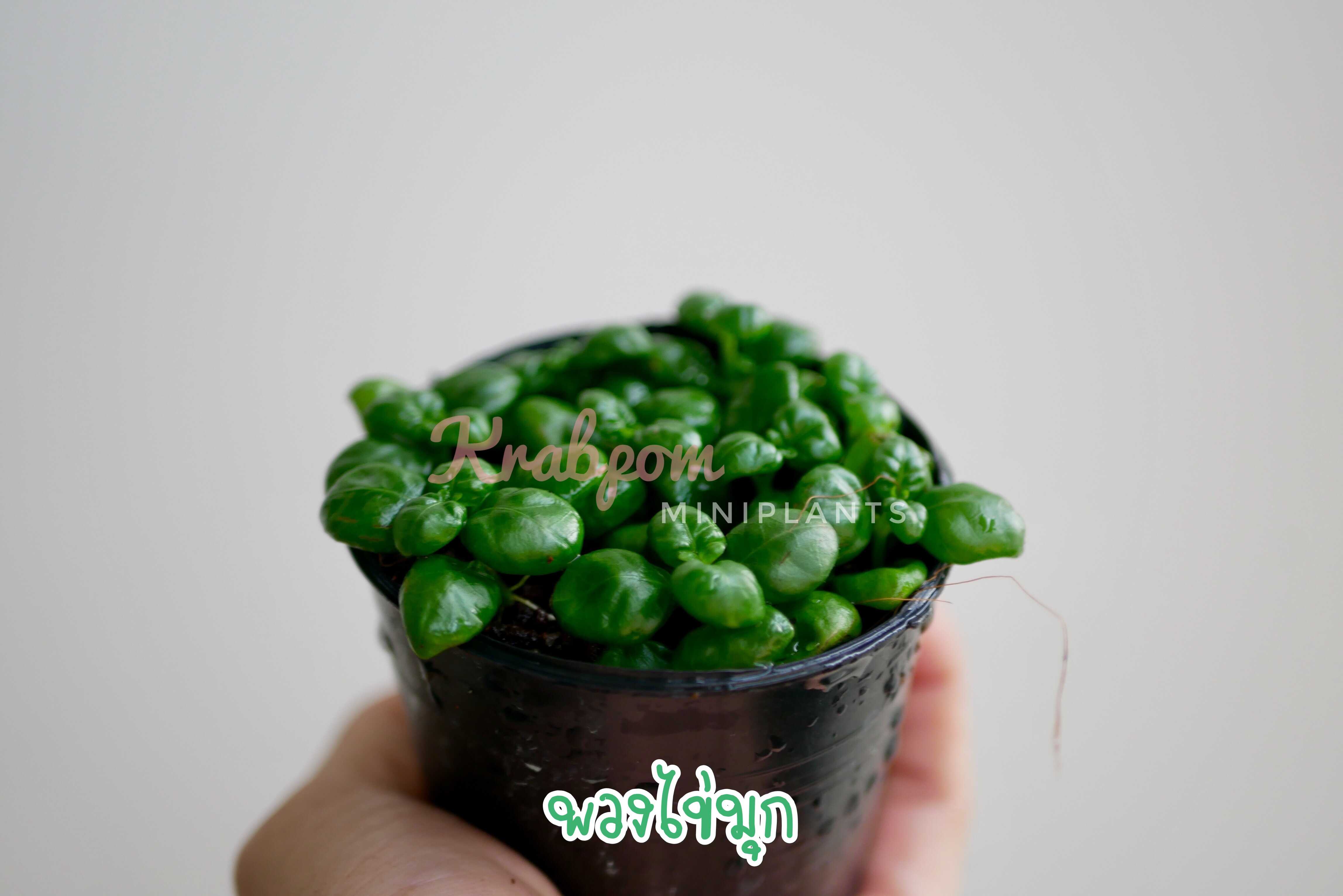 พวงไข่มุก