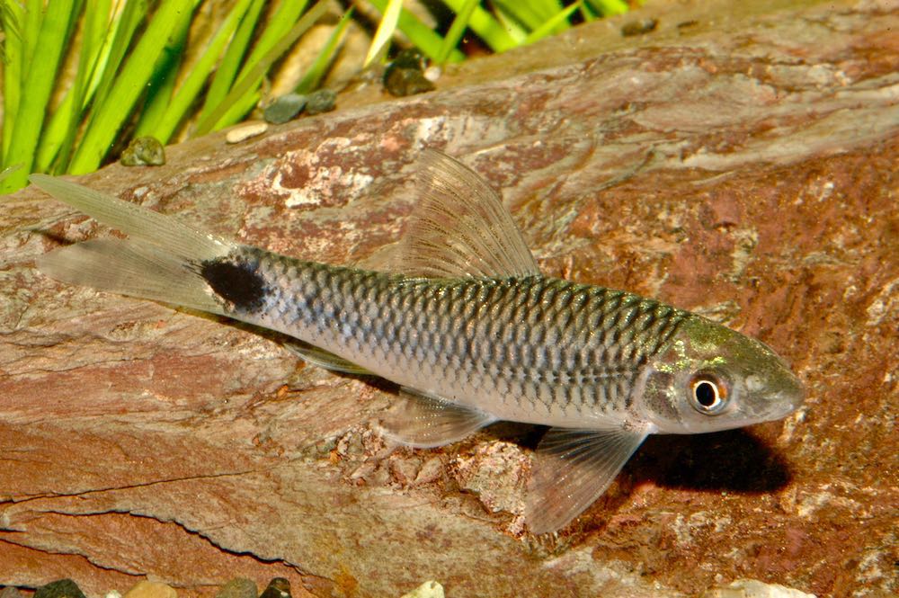 ปลาเล็บมือนางหางจุด (Crossocheilus reticulatus)