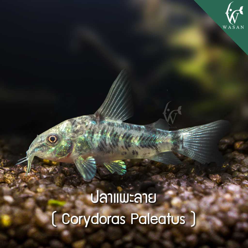 ปลาแพะลาย Corydoras Paleatus (ไซส์ 2-3 cm)