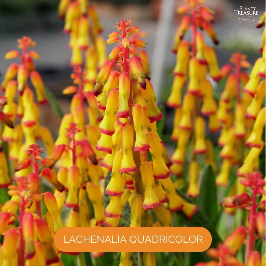 Lachenalia quadricolor