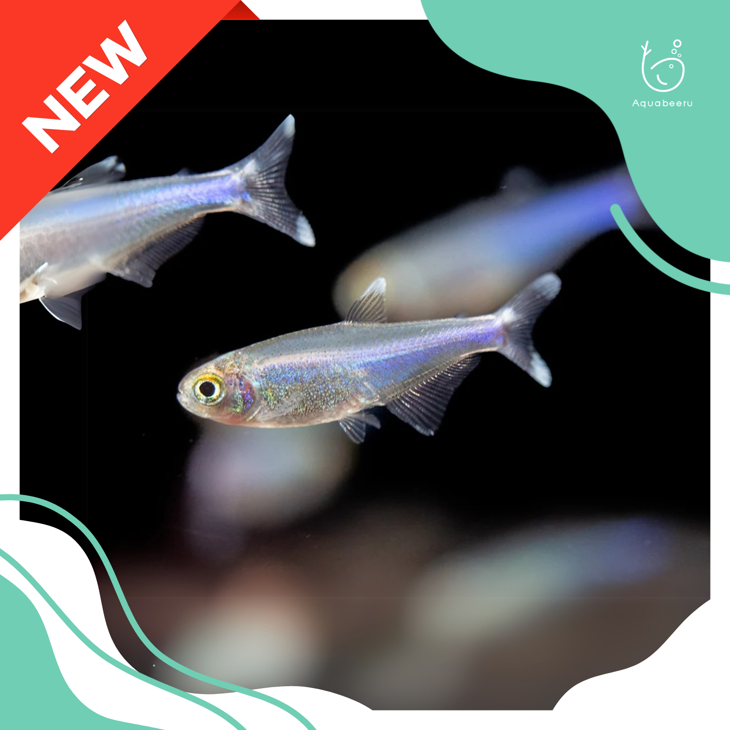 [NEW!] ปลาบลูคิง เตตร้า (Blue King Tetra)