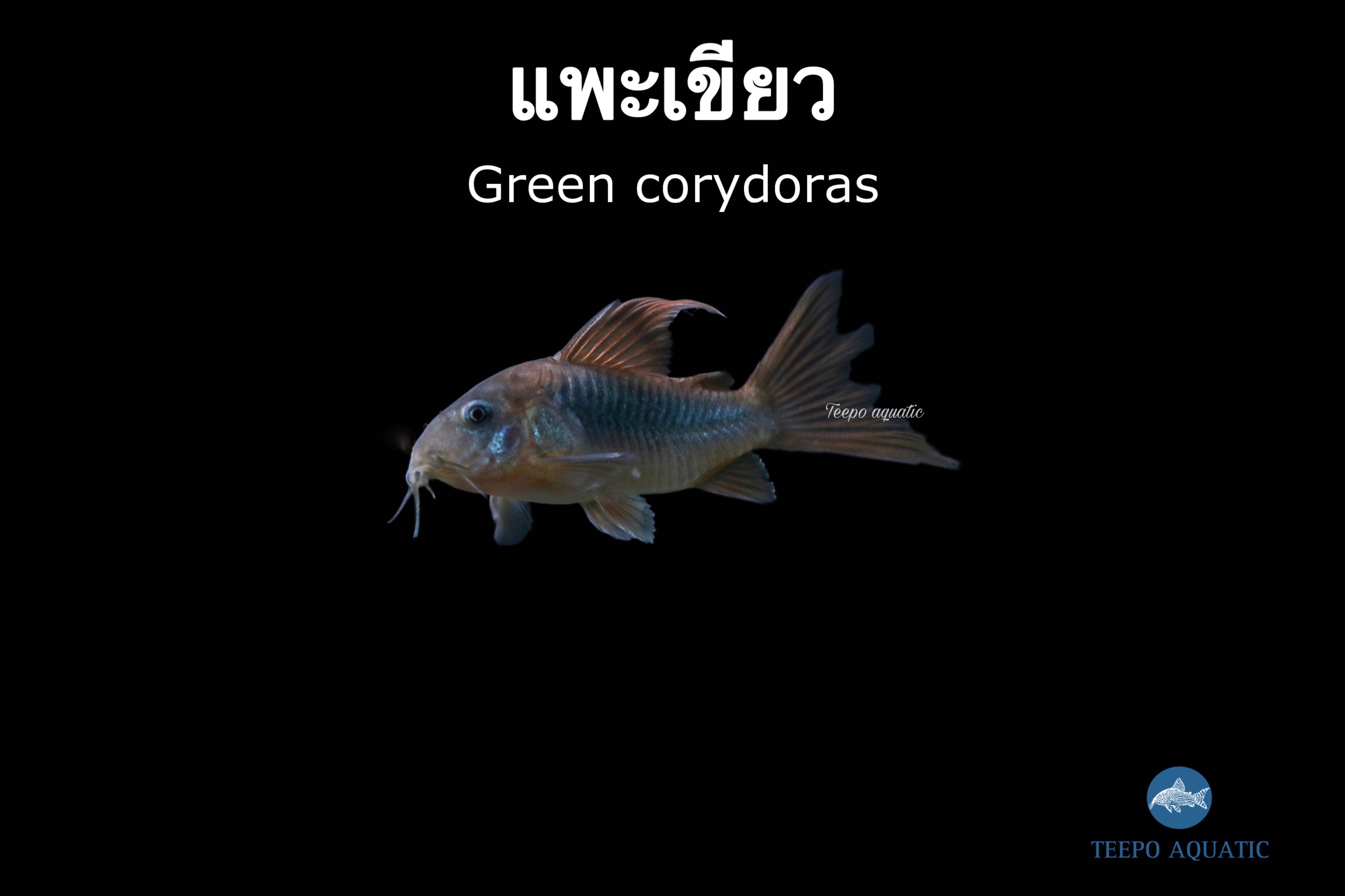  ปลาแพะเขียว Green Corydoras