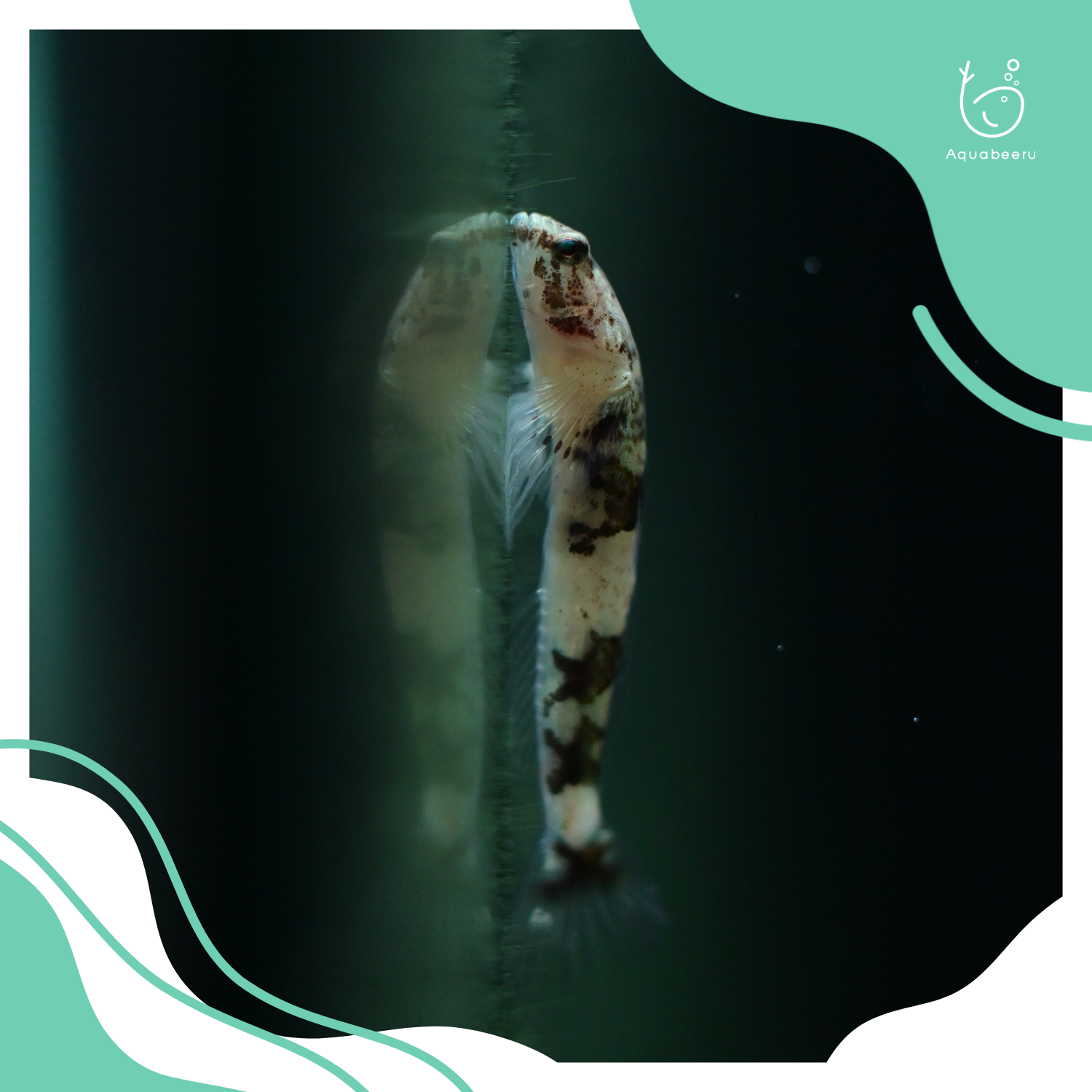 ปลาบู่แคระไทเกอร์ (Indonesian Dragon Micro Goby)