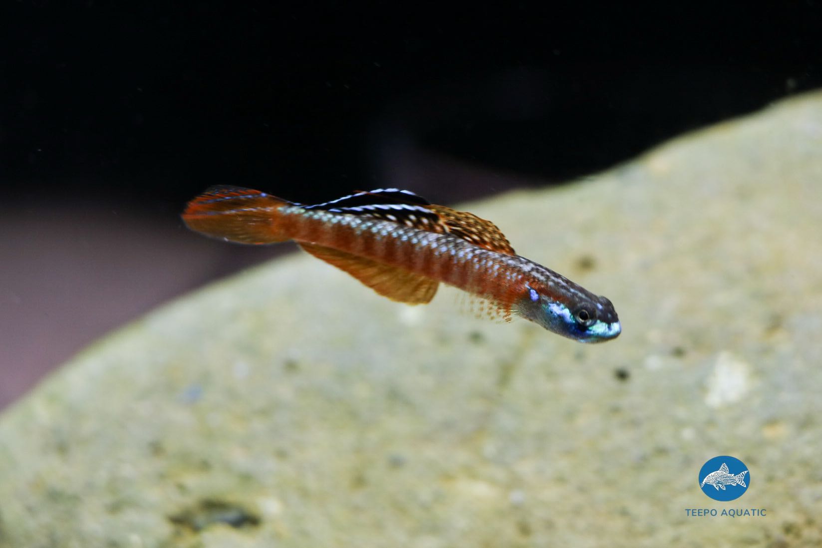 ปลาบู่รูติ  Stiphodon rutilaureus