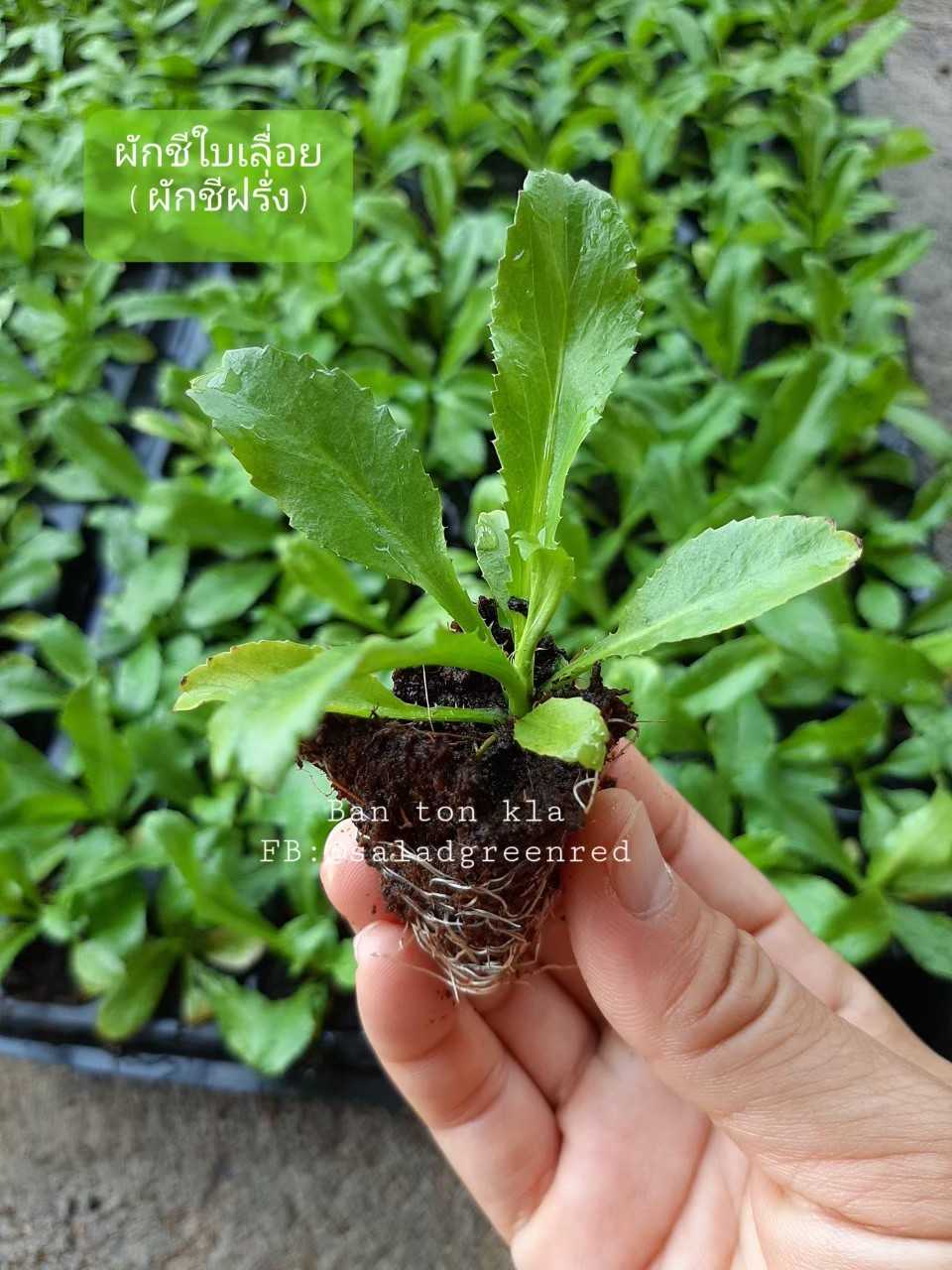 ต้นกล้าผักชีใบเลื่อย(ชีฝรั่ง)••พร้อมส่ง! #พืชผักสวนครัว