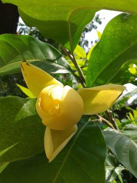 มณฑาทอง