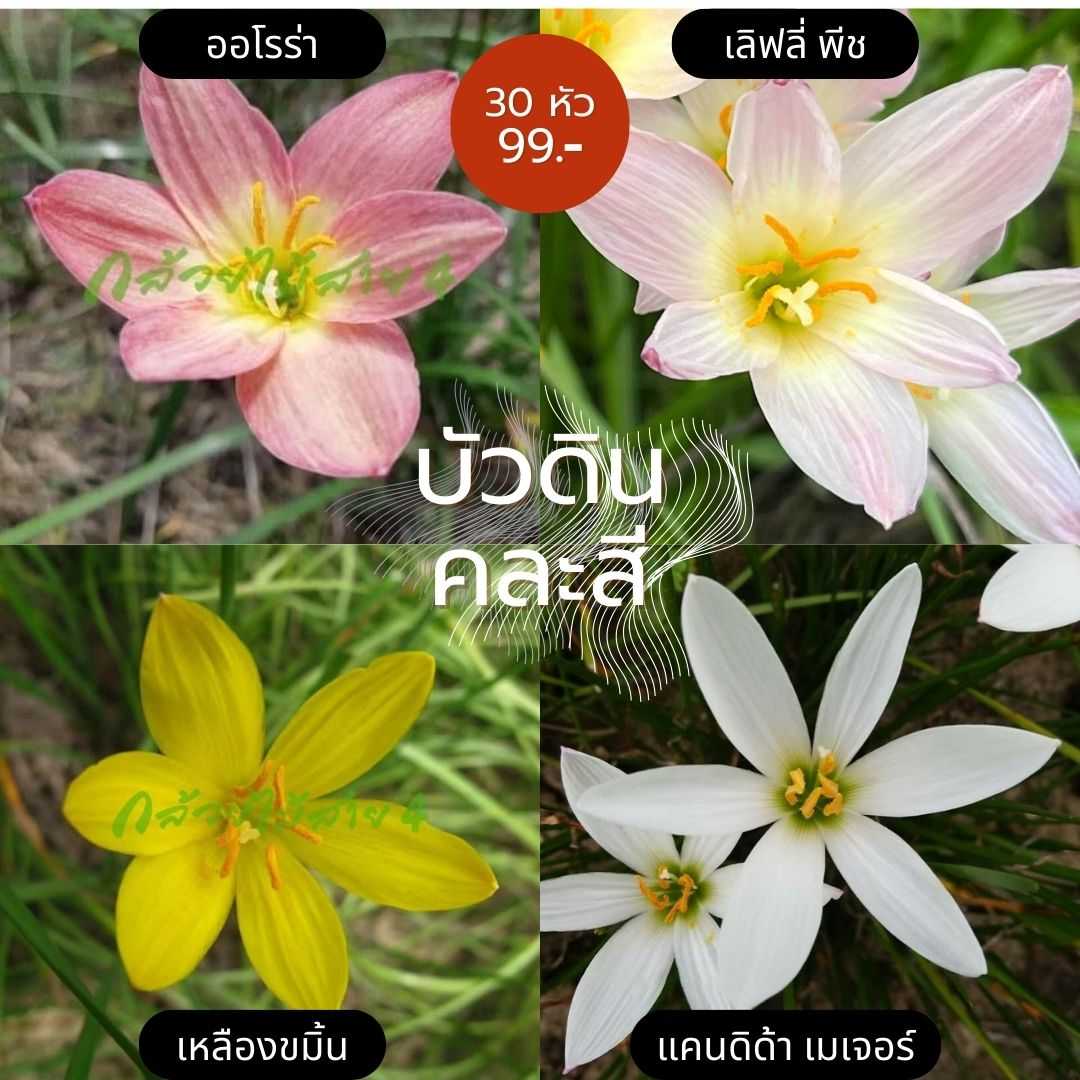 บัวดิน คละ5สี หลากหลายสายพันธุ์ 30 หัว