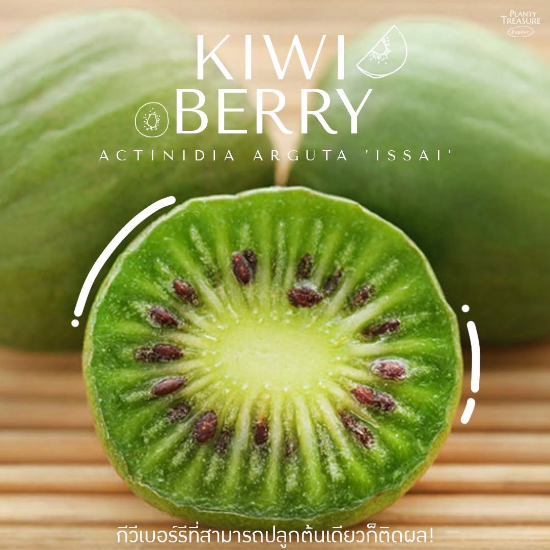 (พร้อมส่ง) ‘Issai’ Kiwi Berry 