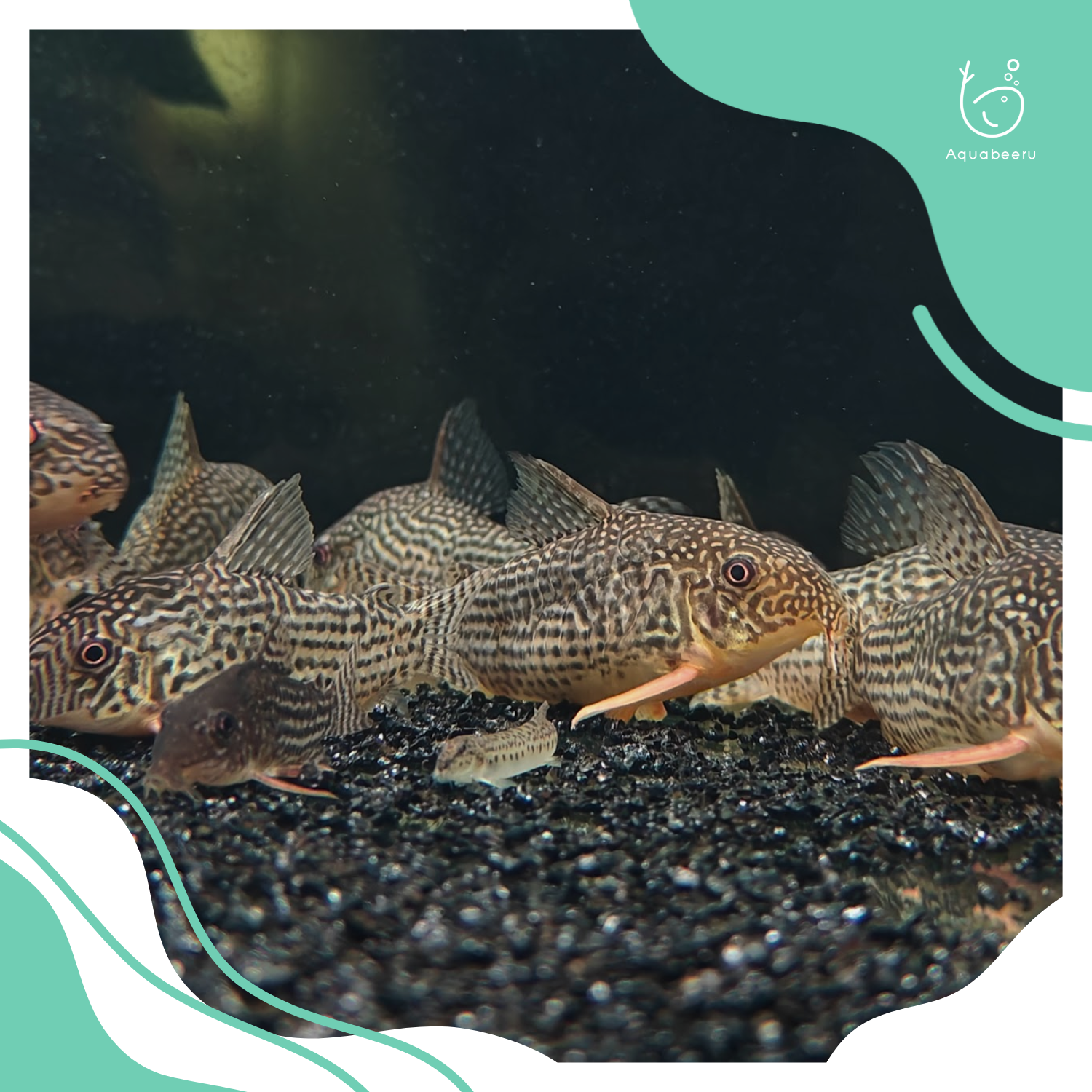 ปลาแพะสเตอร์ไบ/ไซส์ยักษ์ (Giant Corydoras sterbai)