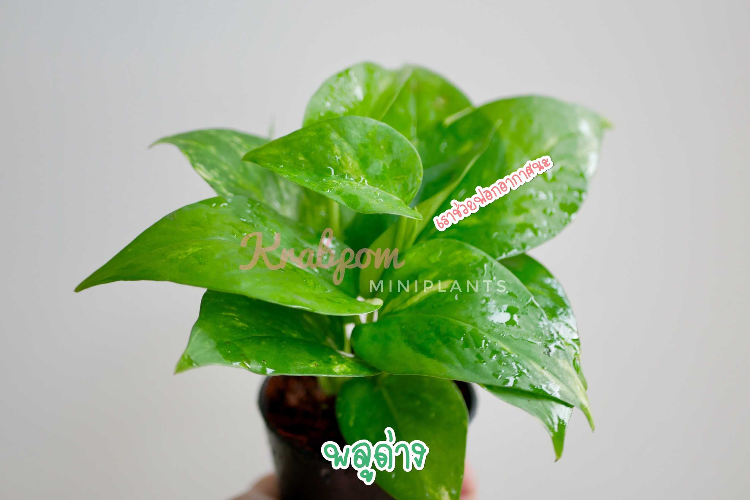 พลูด่าง