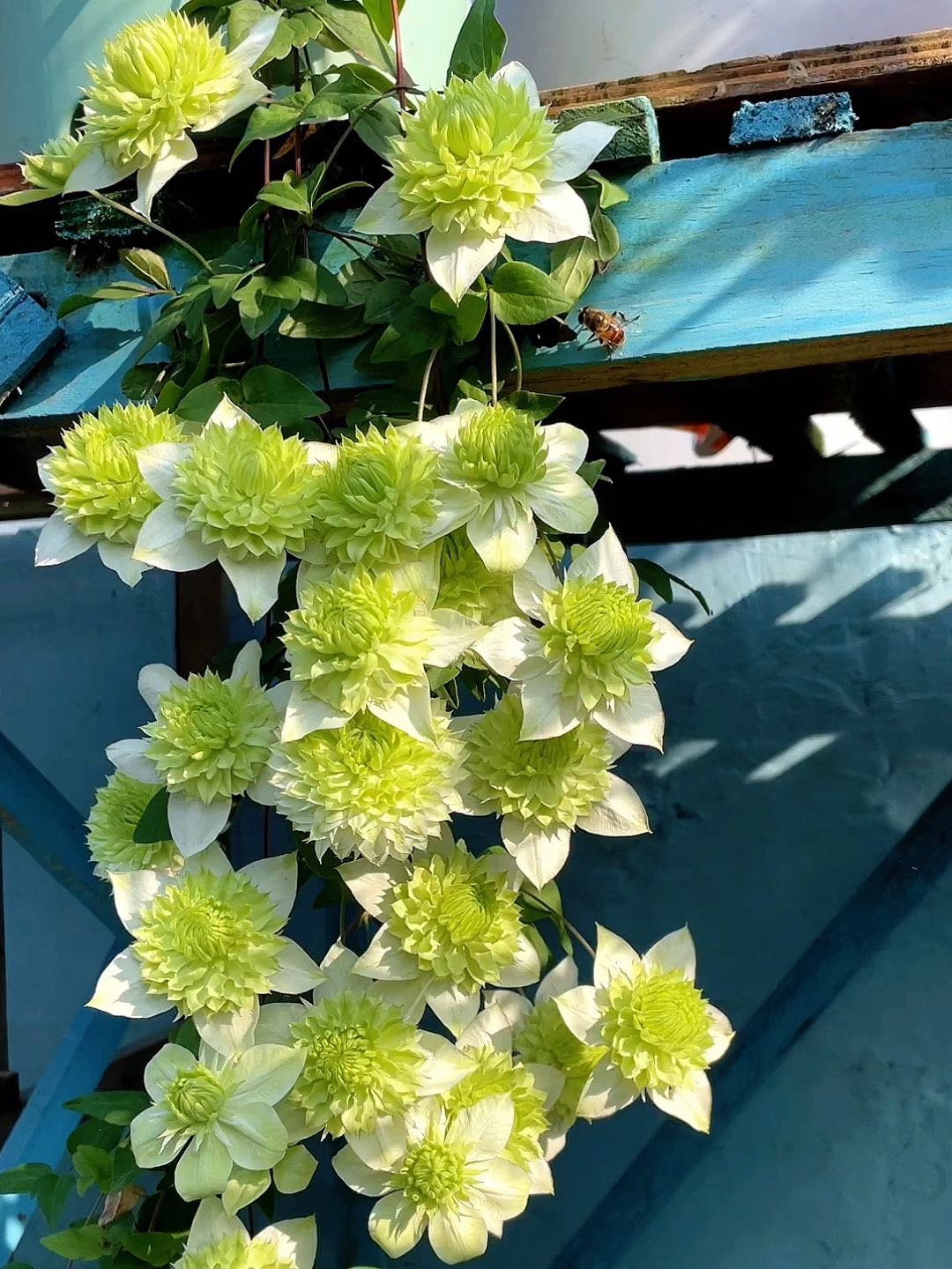 Clematis Florida Alba Plena