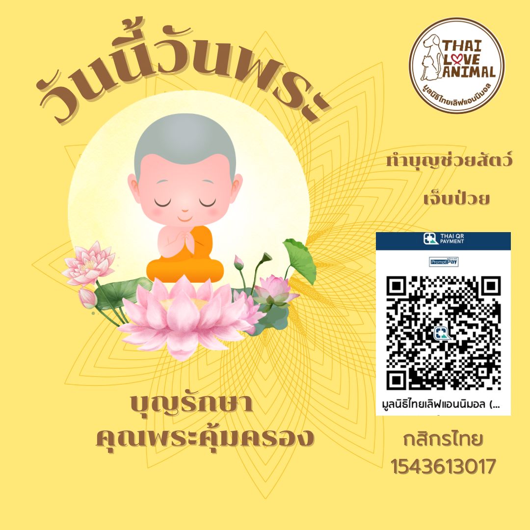 วันนี้วันพระ ทำบุญ ทำทานช่วยเหลือสัตว์เจ็บป่วยและพิการ และอดอยาก