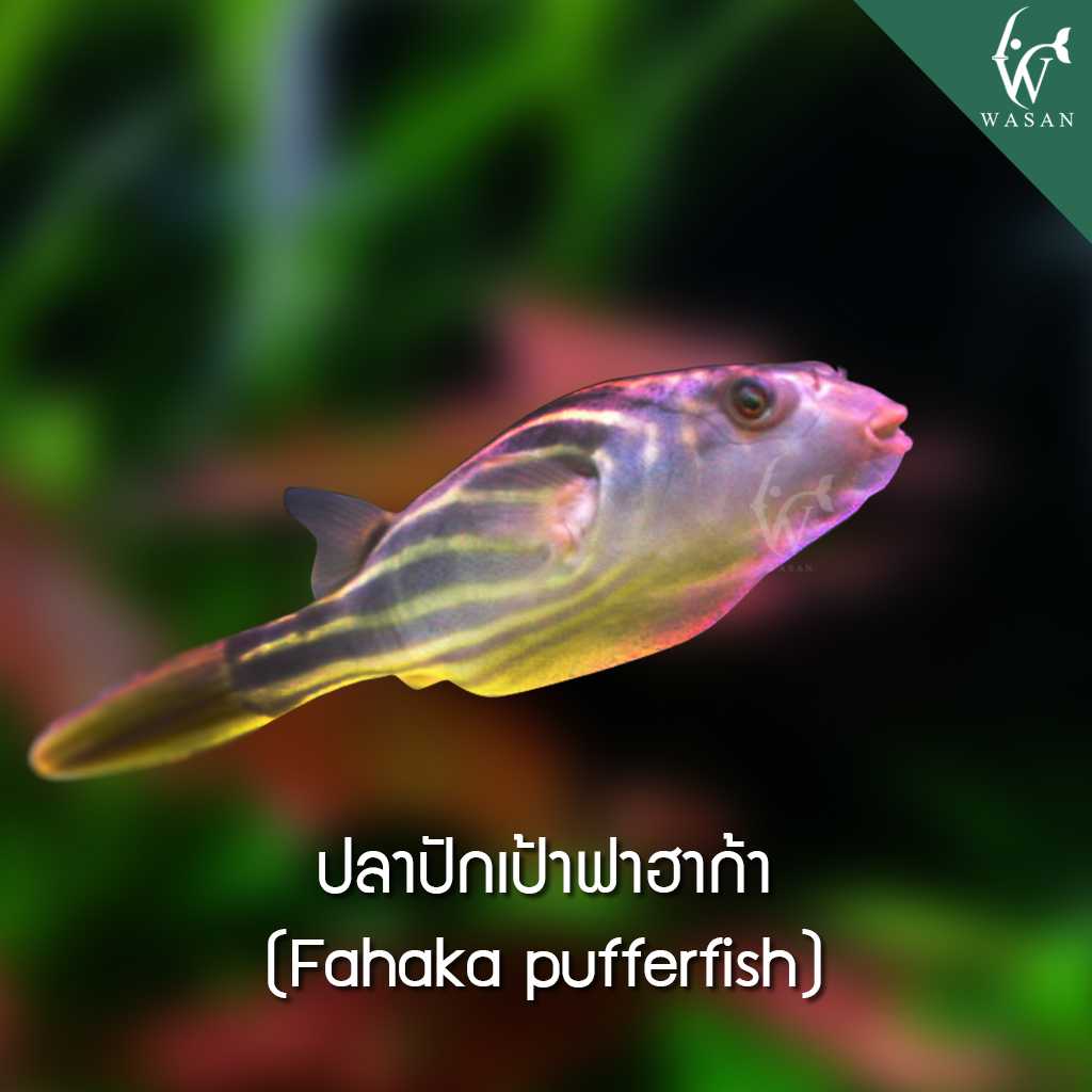 ปลาปักเป้าฟาฮาก้า Fahaka pufferfish ( ไซส์ 1-1.5 นิ้ว )