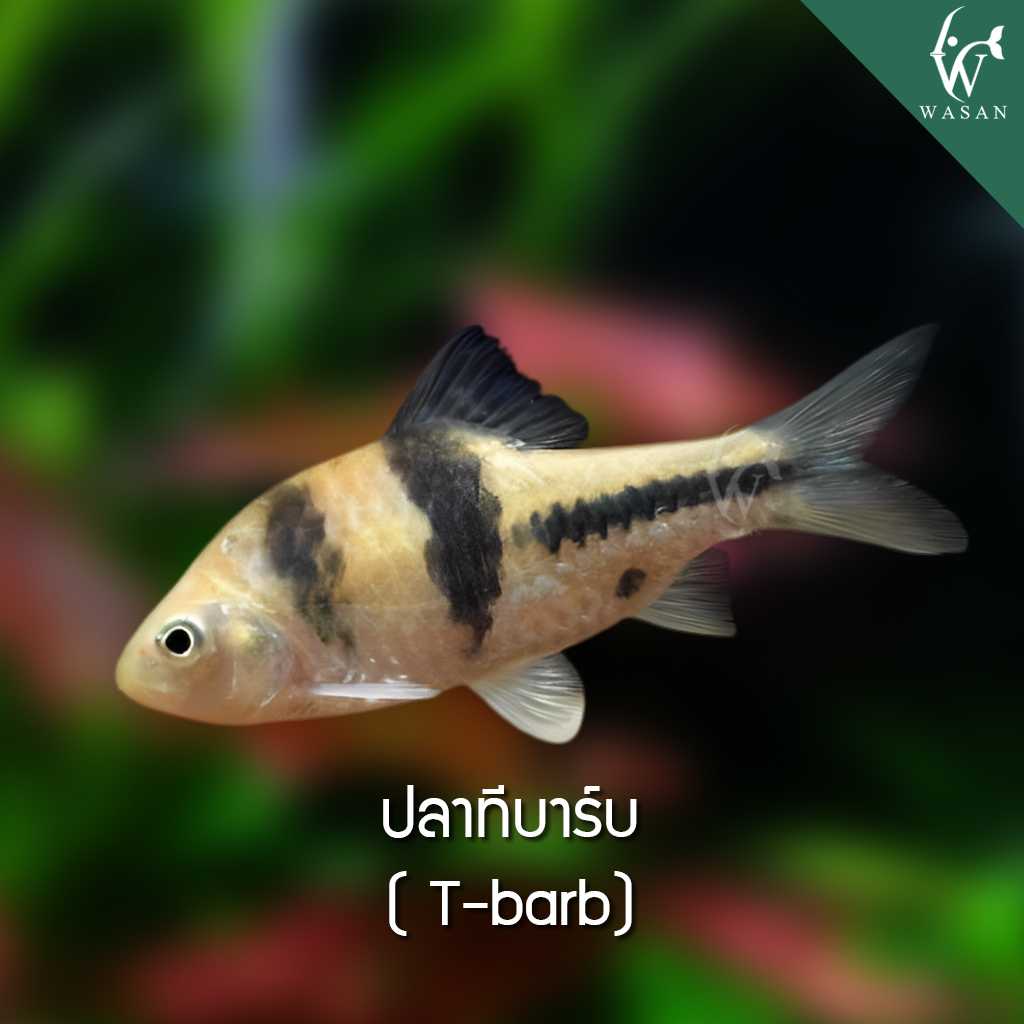 ปลาทีบาร์บ T-barb (ไซส์ 3 นิ้ว)
