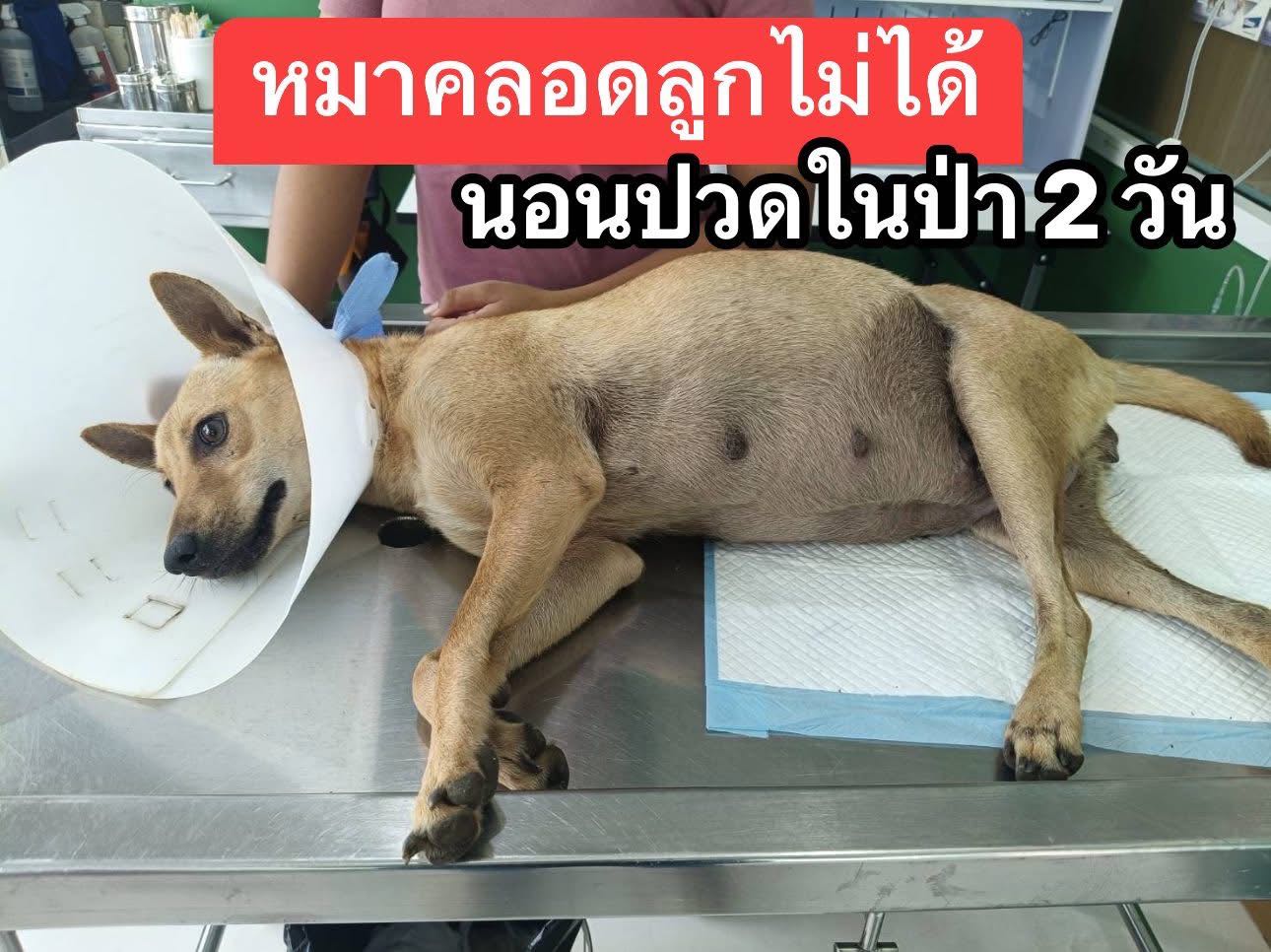 บริจาค เคสที่ 2211 น้องน้อย105 คลอดไม่ออก ลูกเน่าในท้อง ต้องผ่าตัดด่วน