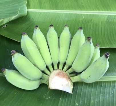 กล้วยน้ำว้า 1 หวี Cultivated banana