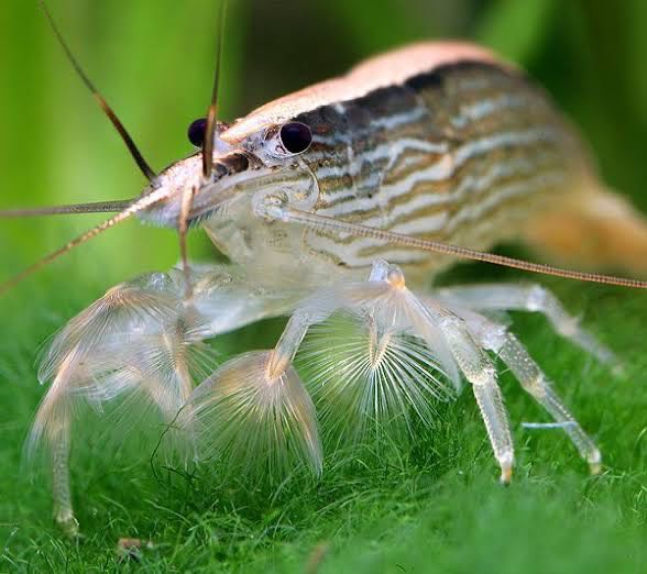 Bamboo Shrimp Filter Shrimp กุ้งฟิลเตอร์