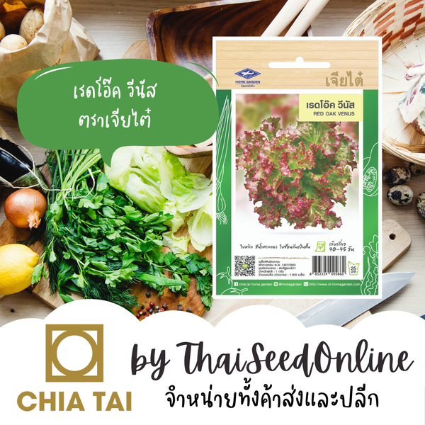 CTF1 เมล็ดพันธุ์ ผักสลัด เรดโอ๊ควีนัส ตราเจียไต๋ Red Oak Venus ผักกาดหอม Lettuce