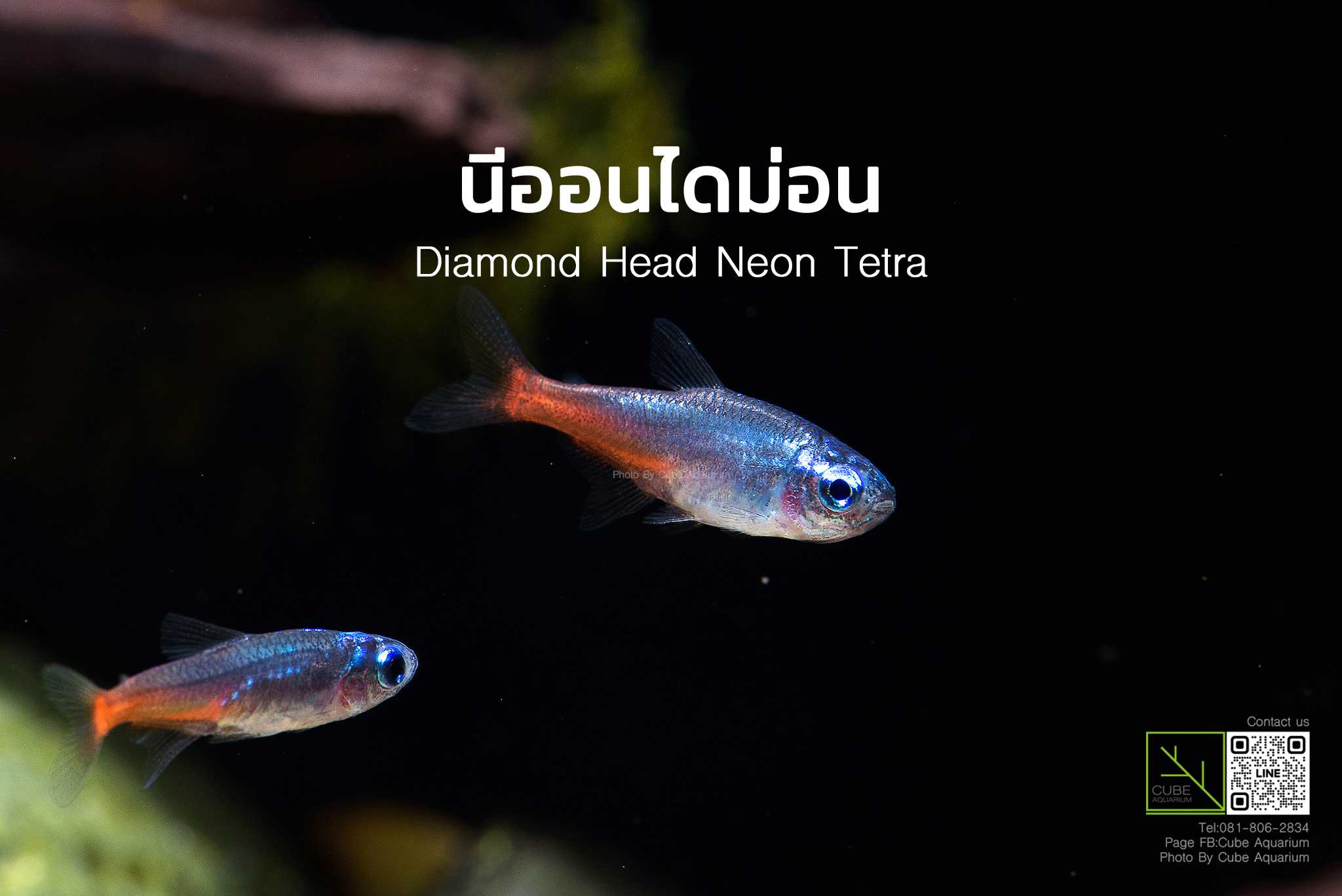 ปลานีออนไดม่อน DIAMOND HEAD NEON TETRA 0.8-1นิ้ว